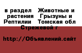  в раздел : Животные и растения » Грызуны и Рептилии . Томская обл.,Стрежевой г.